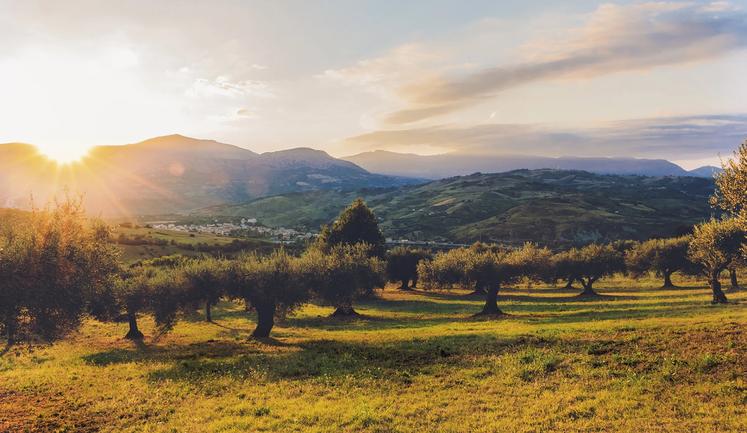 Olivové háje v Andalusii